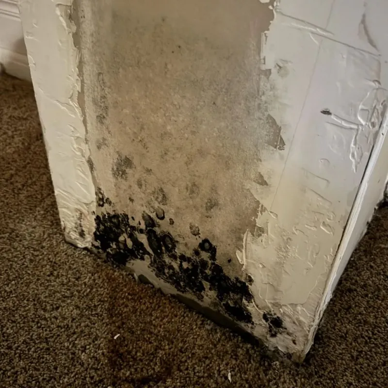 Professional Mold Removal in Crescent Springs, KY